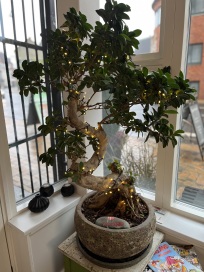 Salon klippetræet, frisør odense, anja lempert rasmussen, klippetræet